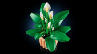 LEGO® Botanicals Friedenslilie (11504)
