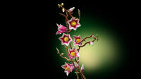 LEGO® Botanicals Magnolienzweige (11510)